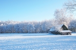 雪地上的银树