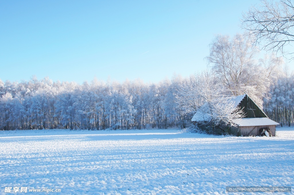 雪地上的银树