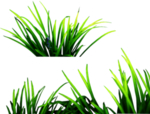 草