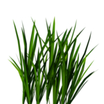 草