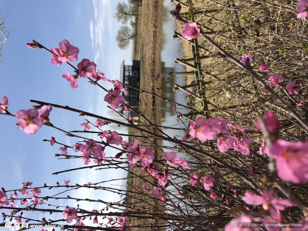 山桃花