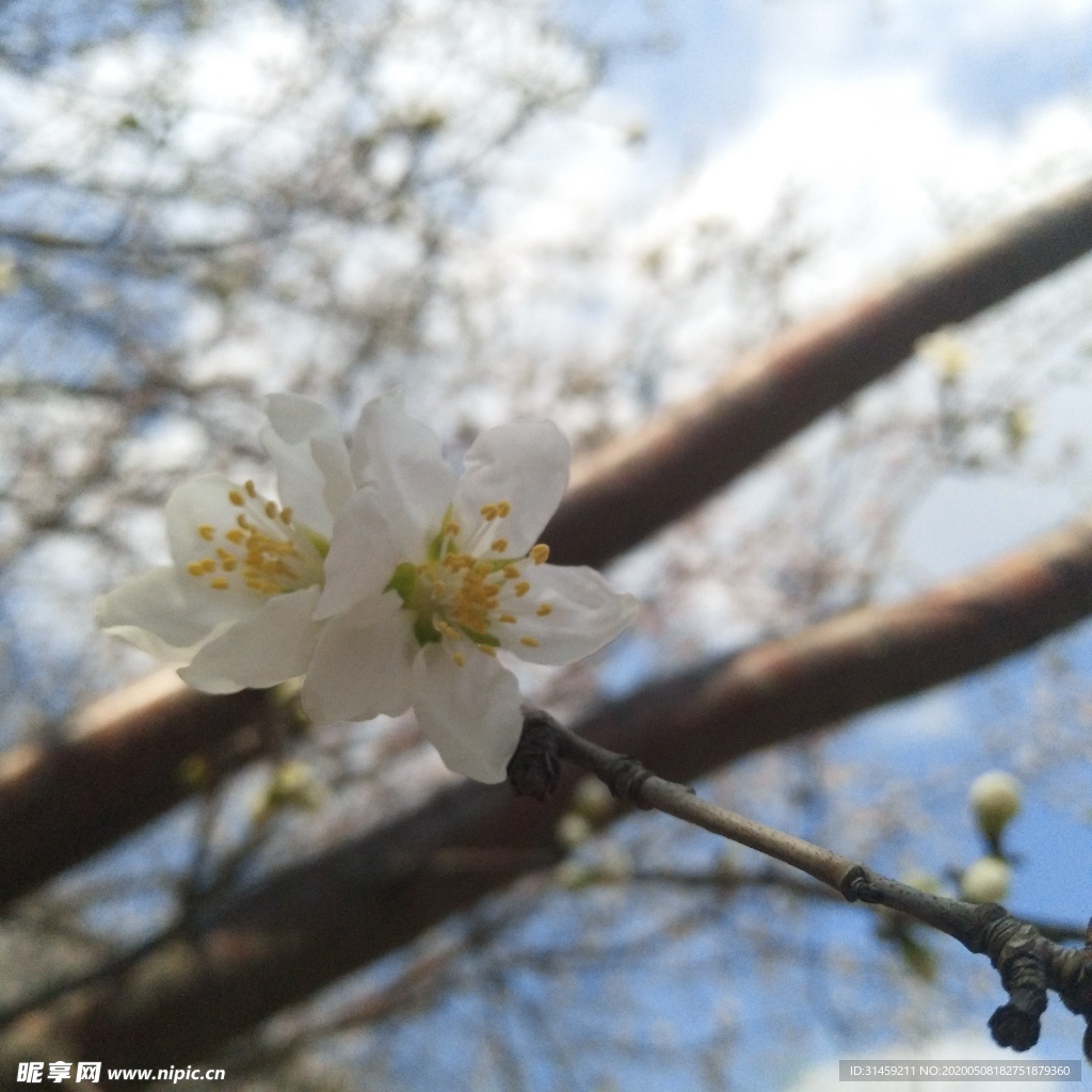 春暖花开