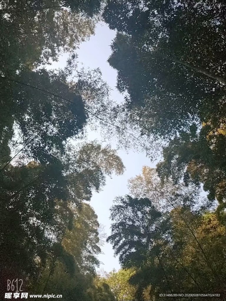 竹林