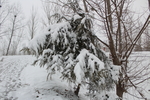 雪