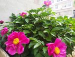 芍药