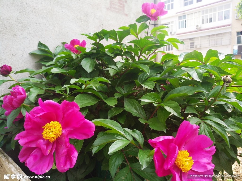 芍药