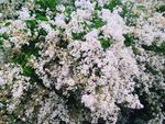 野花