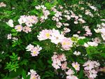 金樱子开花