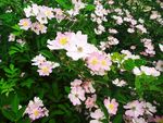 山花