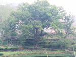 香樟树