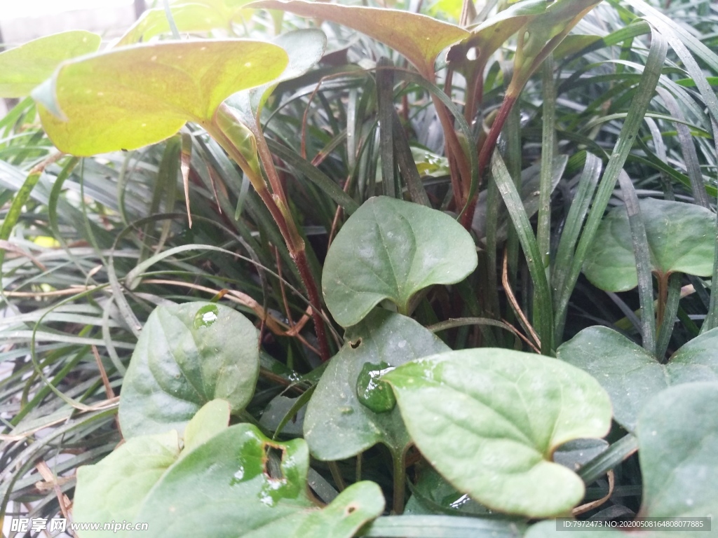 鱼腥草