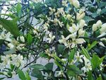 橘子花