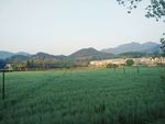 田野