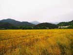 麦田