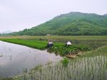 稻田