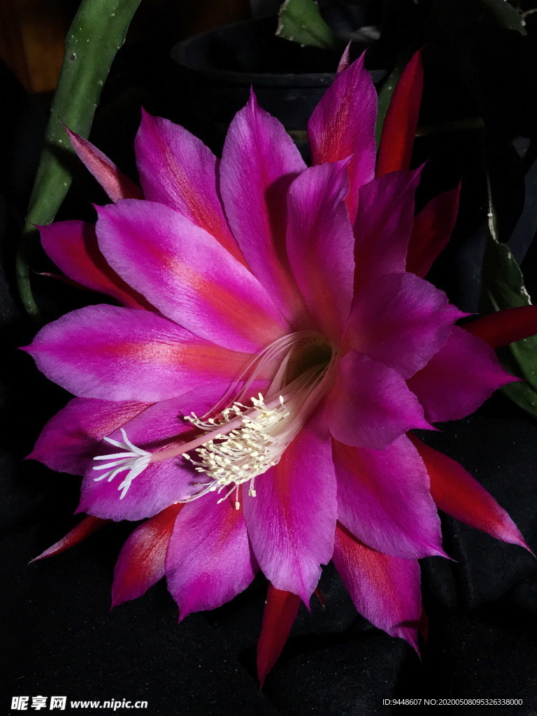 令箭荷花花卉图片