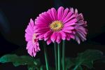 非洲菊花朵摄影图片