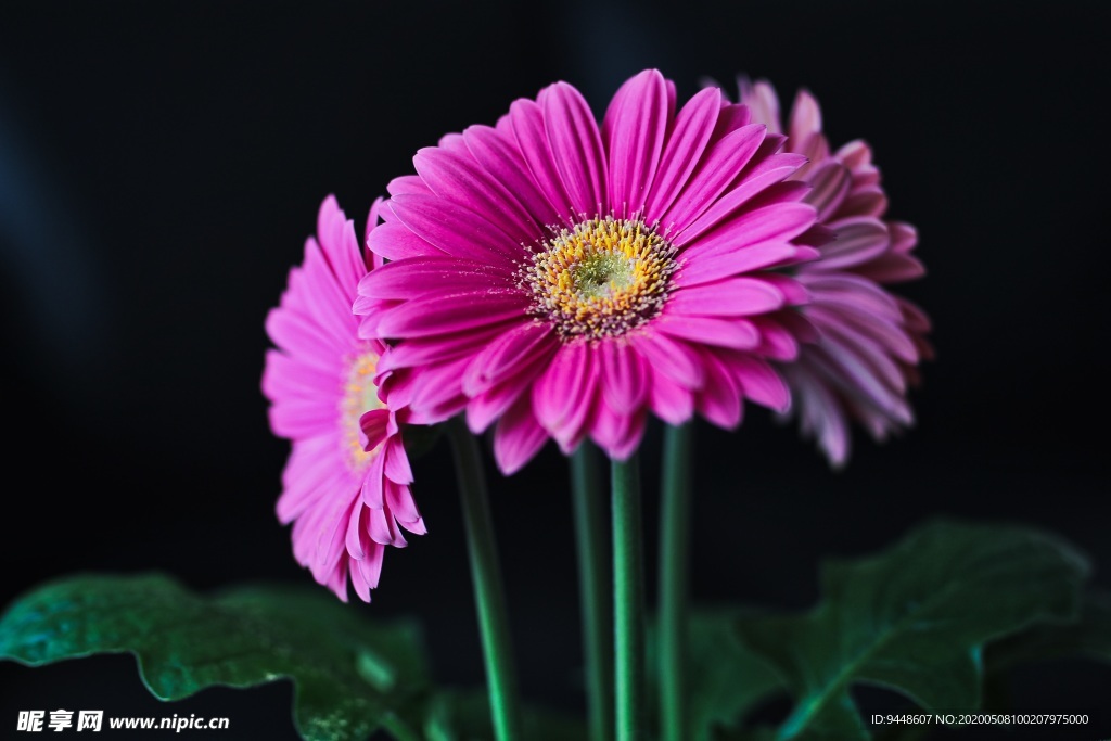 非洲菊花朵摄影图片