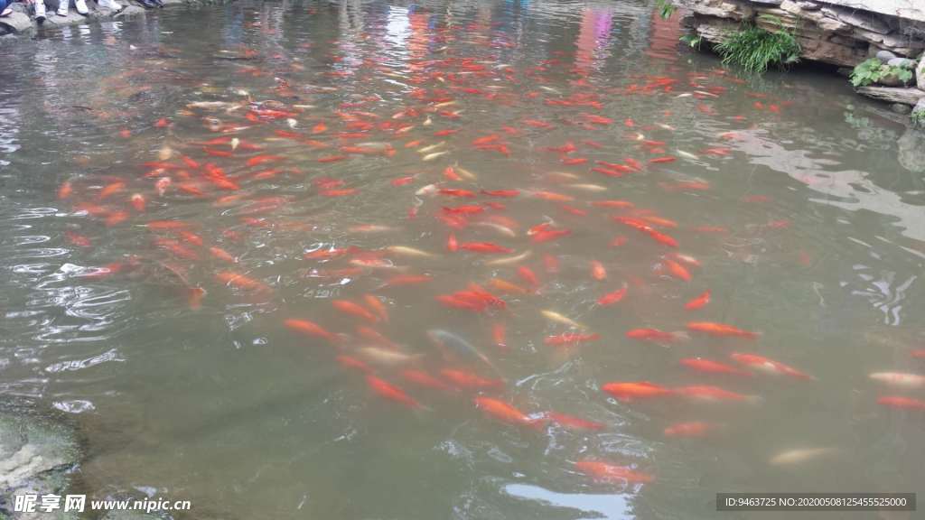 锦鲤
