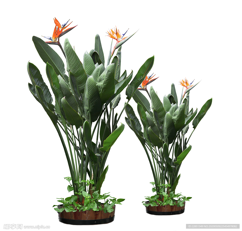 花艺