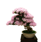 花艺