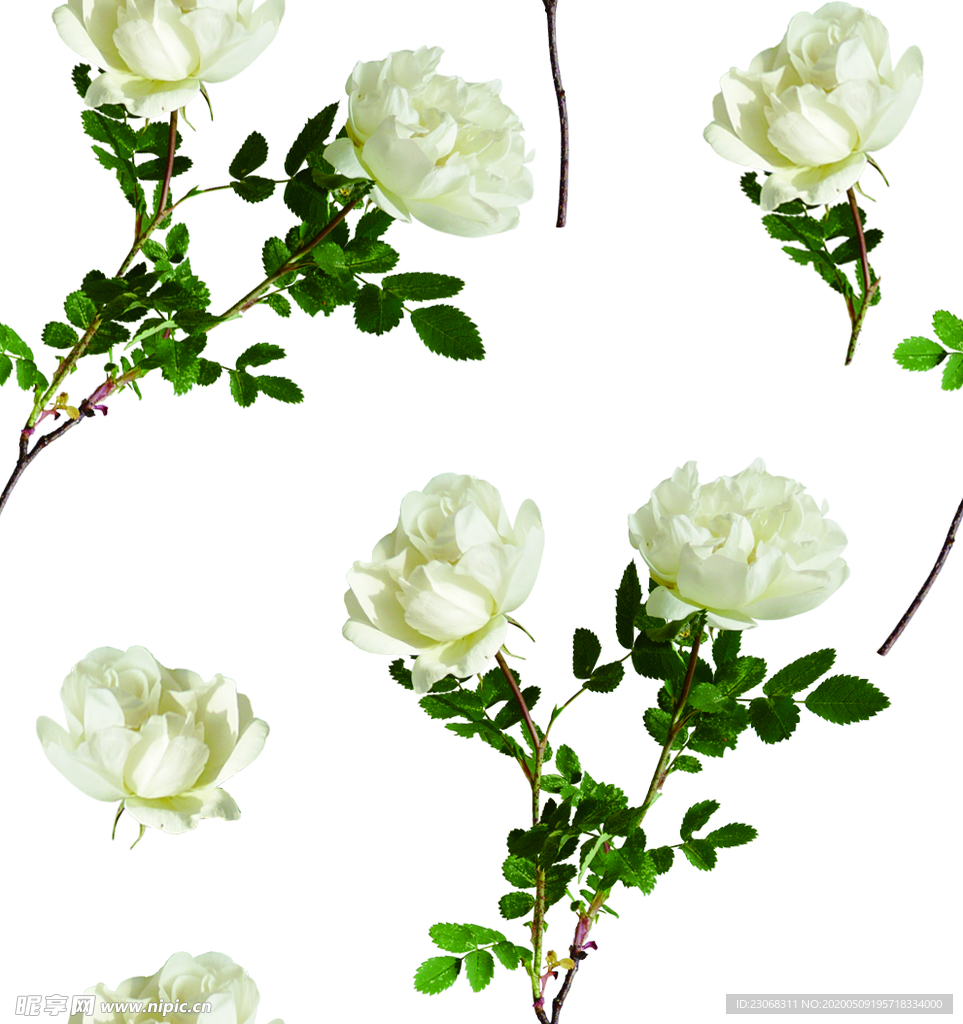 手绘花卉
