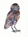 猫头鹰水彩画
