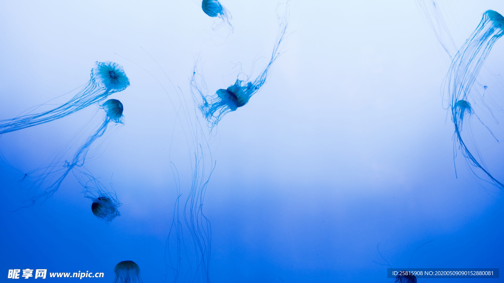 水母海蜇游荡图片