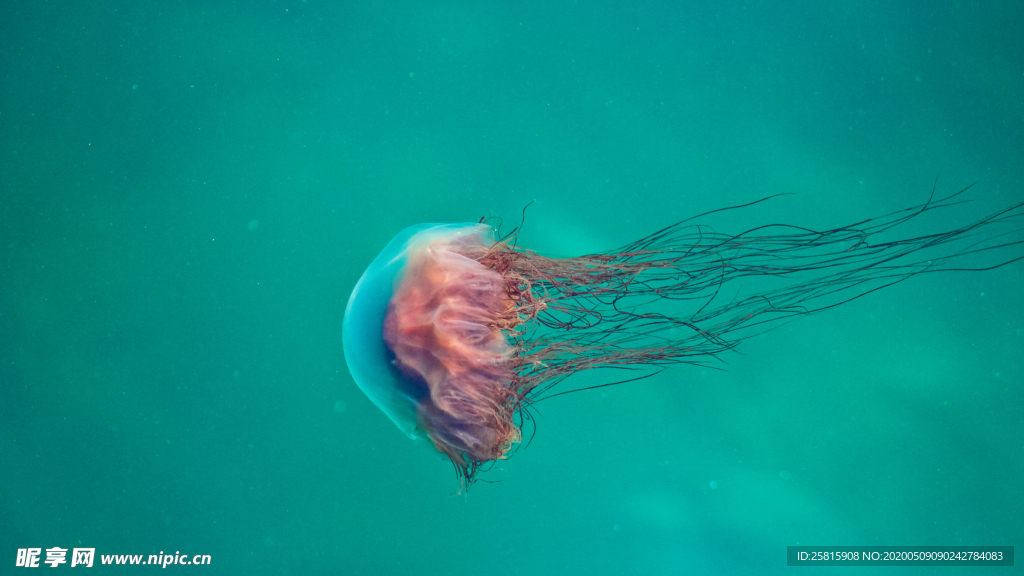 水母海蜇游荡图片