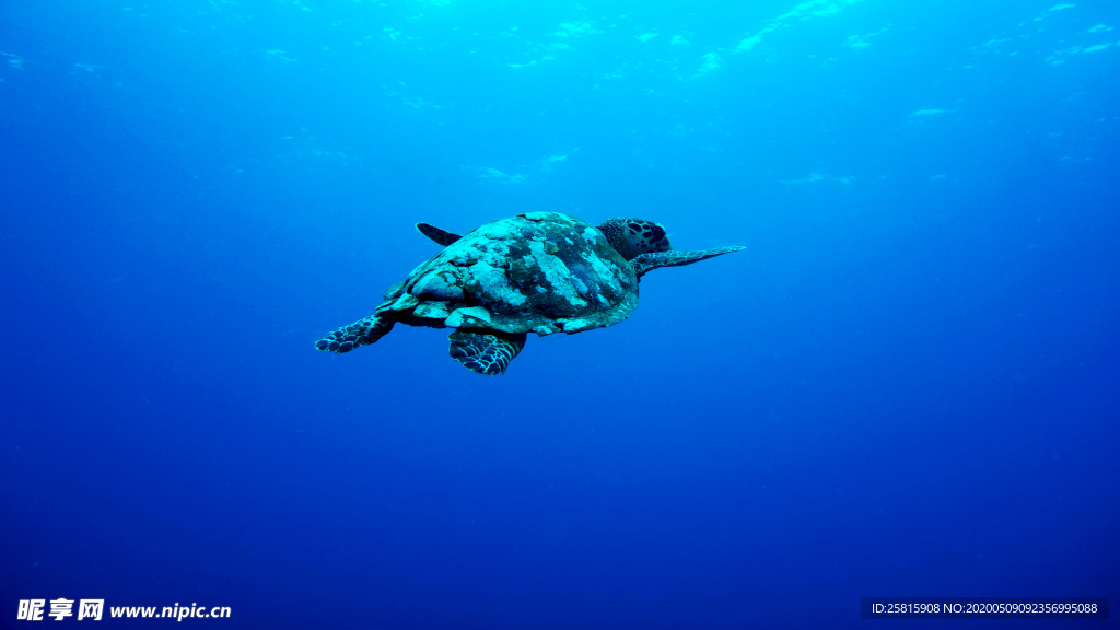 海龟乌龟游动图片