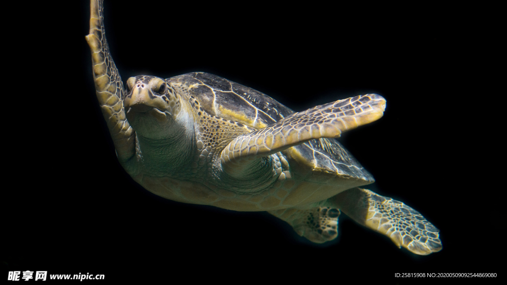 海龟乌龟游动图片