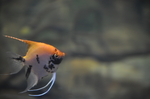 海洋生物