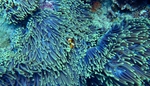 海洋生物