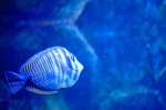 海洋生物