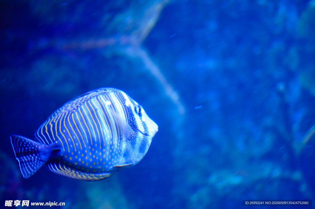 海洋生物