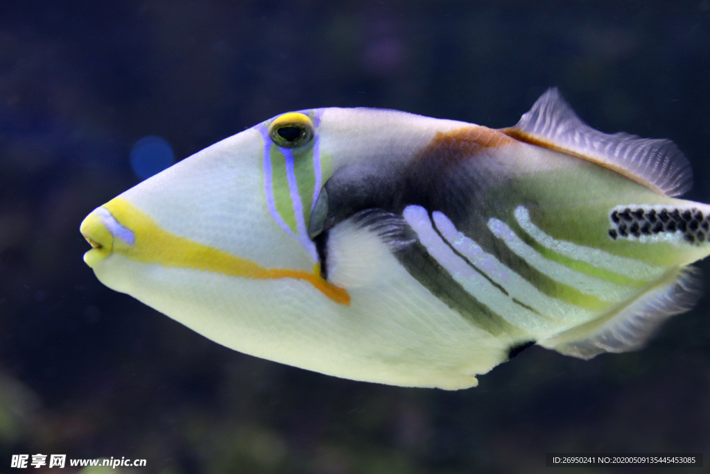 海洋生物