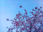 紫荆花