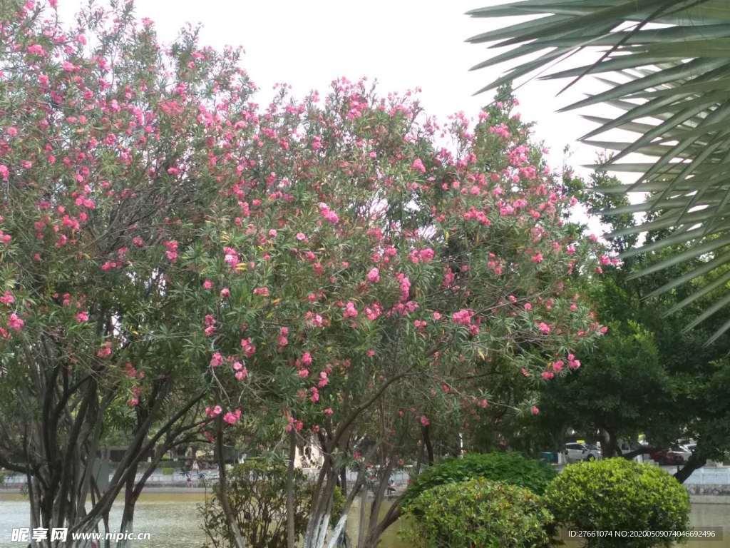 美丽  植物  天空