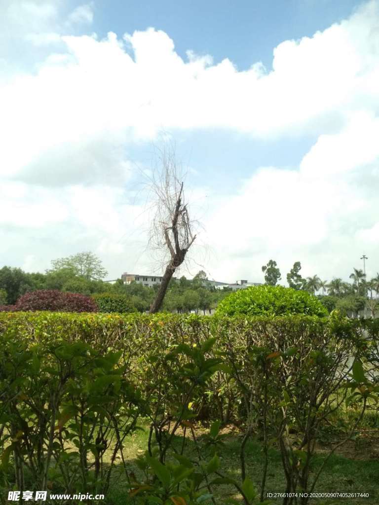 美丽  植物  天空