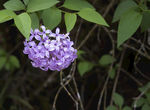丁香花