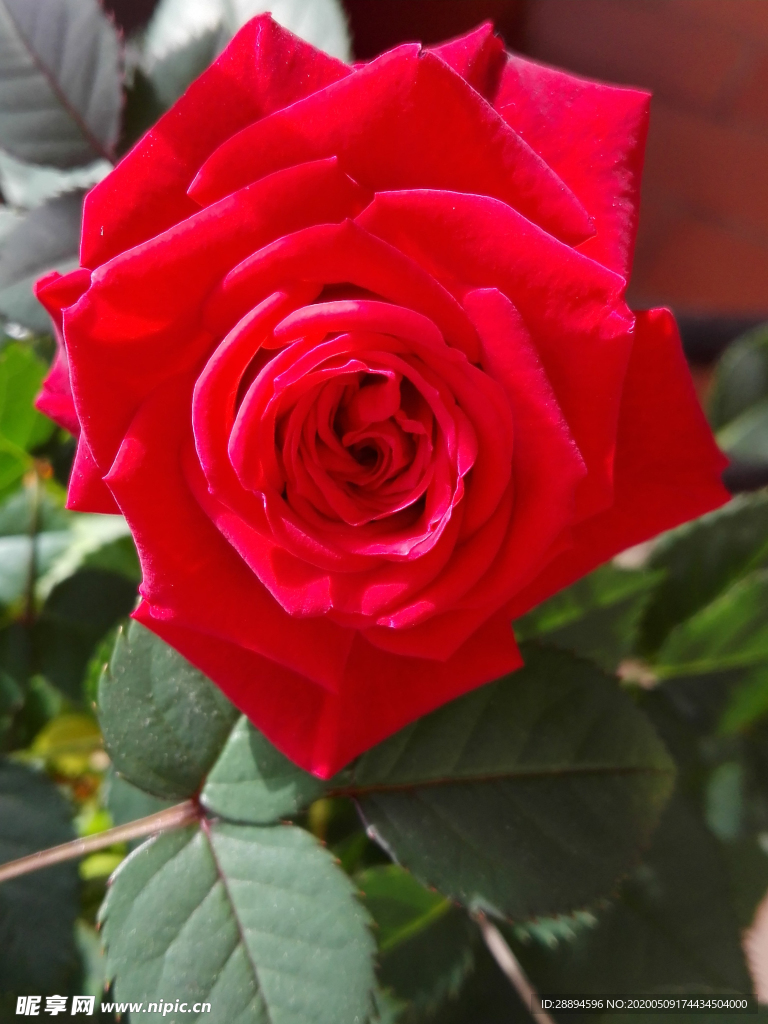 红色玫瑰花