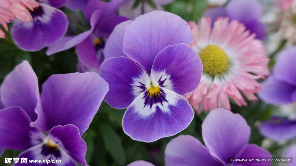 鲜花