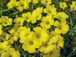 黄色鲜花