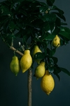 柠檬