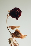 蔷薇花干花