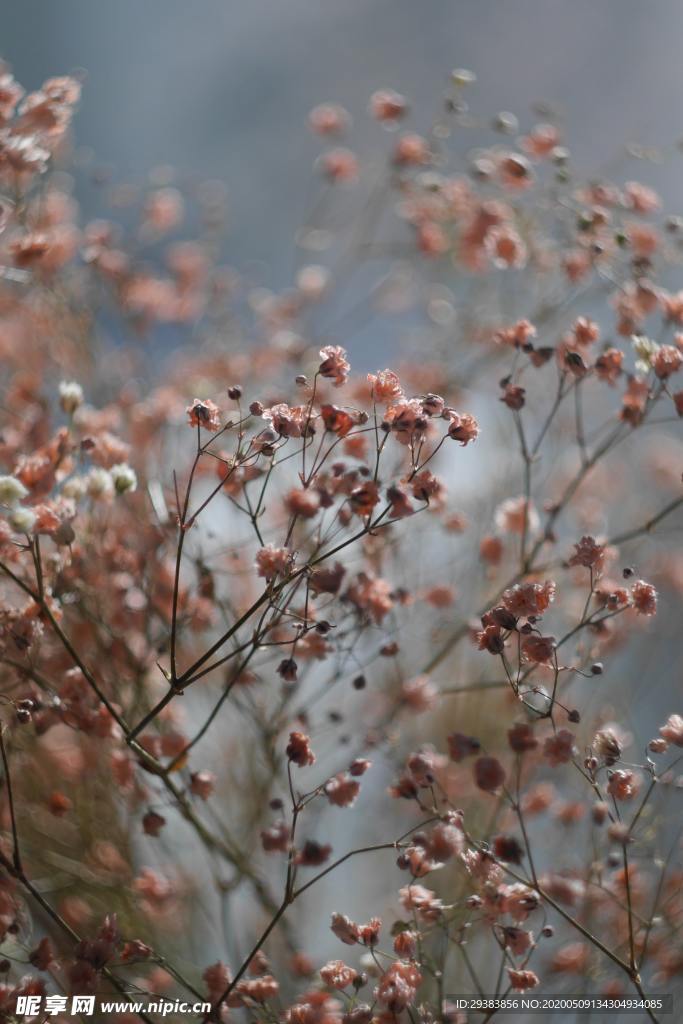 永生花