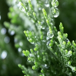 柏树 露水