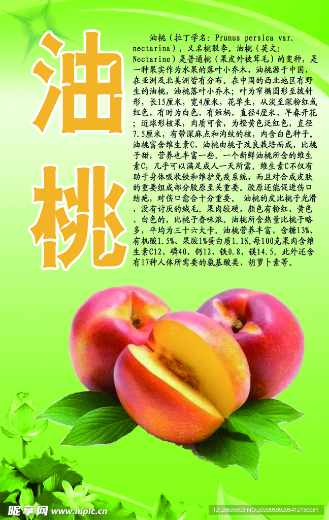 水果文化系列之油桃