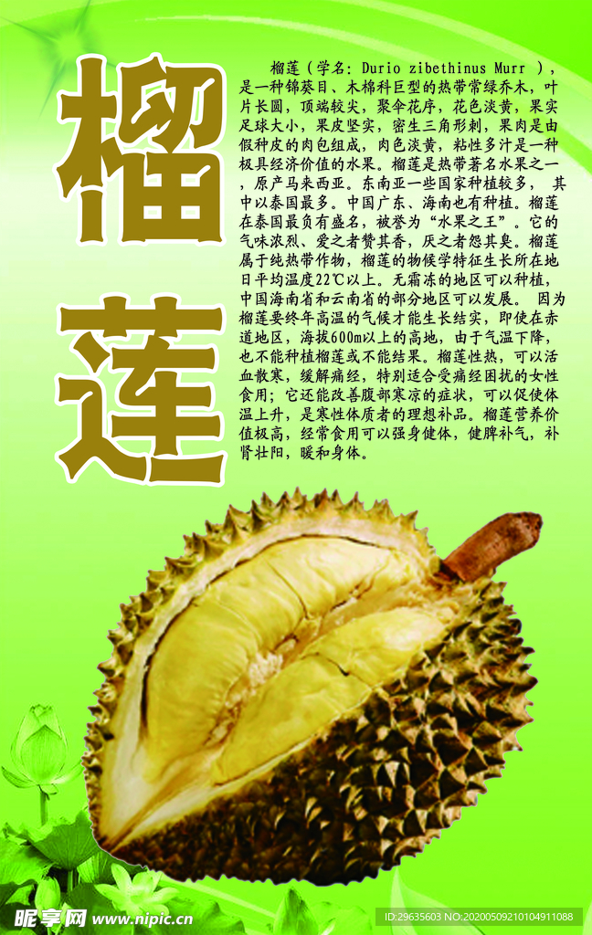 水果文化系列之榴莲