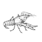手绘食物 线描食物 食物线稿